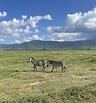 Zebra’s