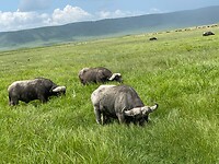cape buffaloes