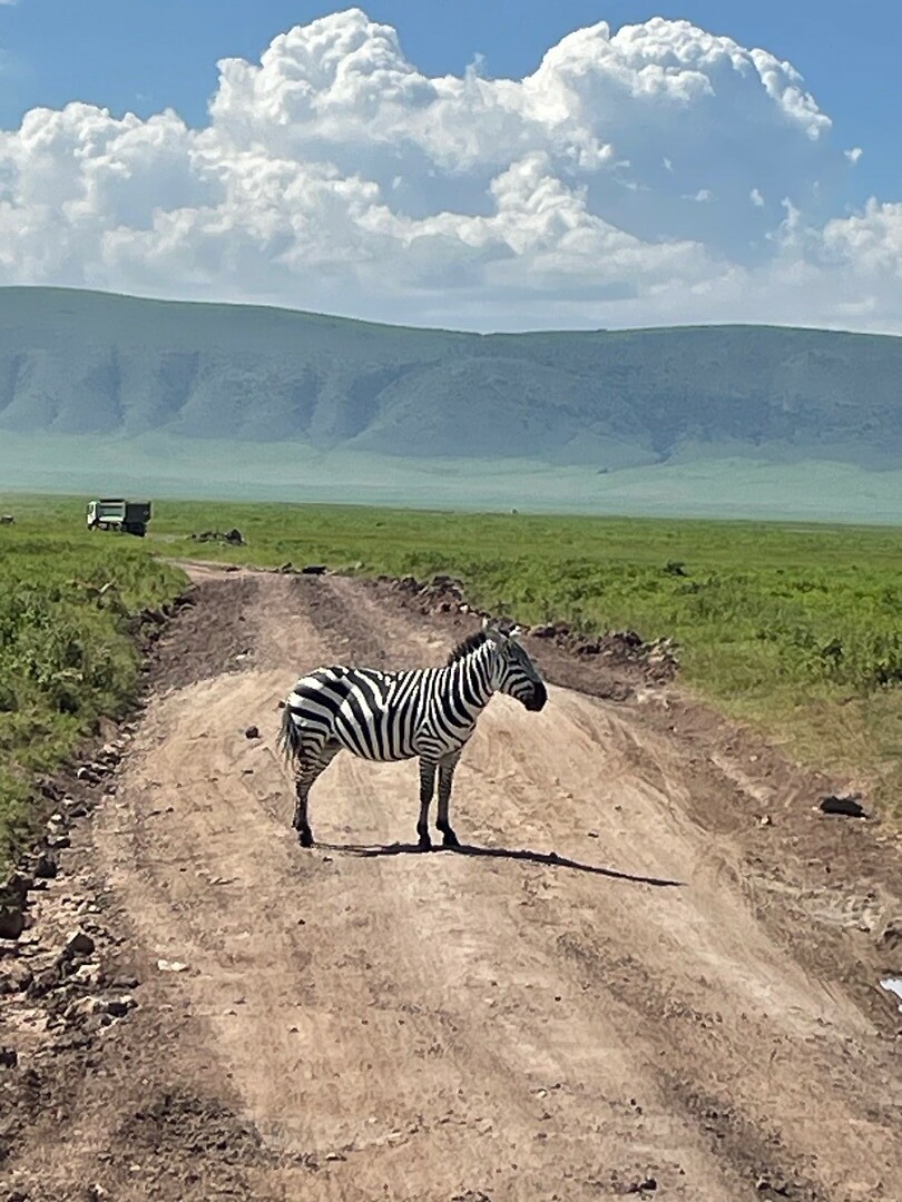 zebra(op)pad