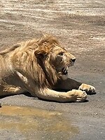 Simba de leeuw