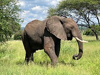 olifant