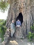 Holle stropers baobab