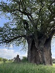 Baobab