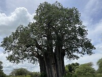 Baobab