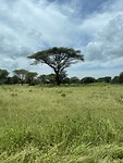 Acacia tree