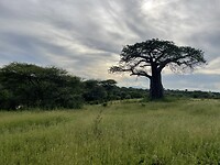 Acacia