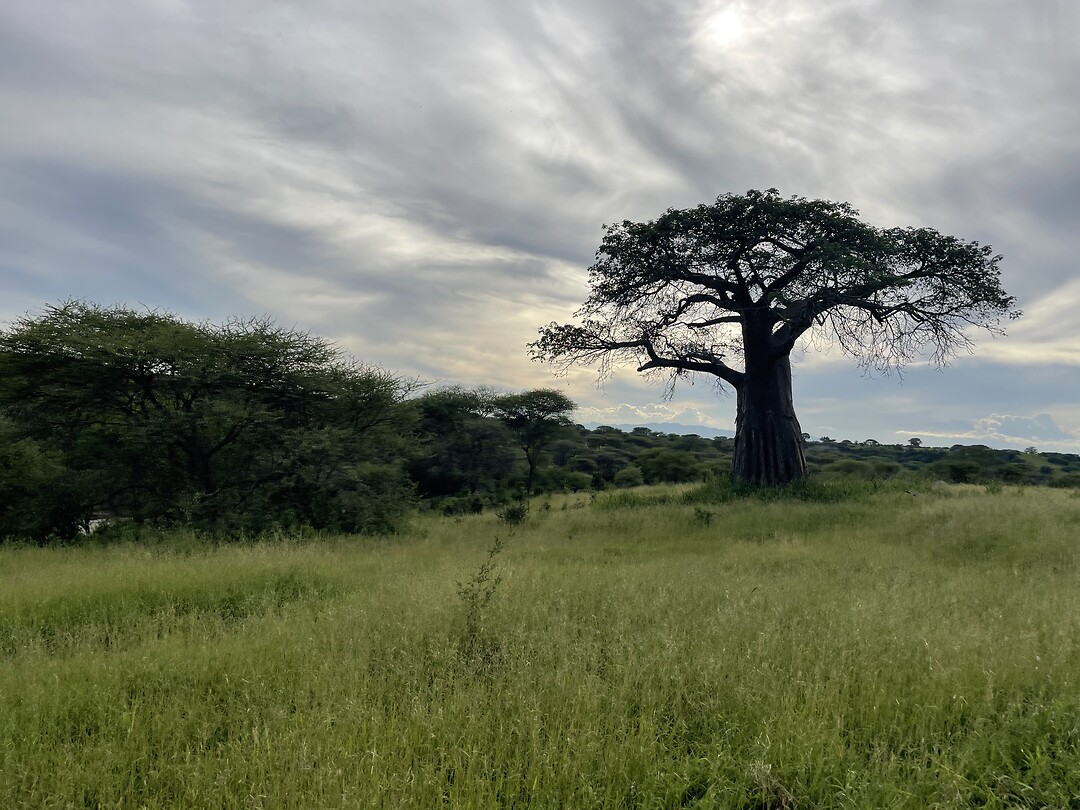 Acacia
