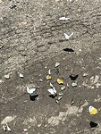 Migrating butterflies