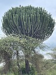 Euphorbia ( grote kamerplant)