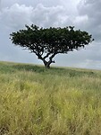 Acacia