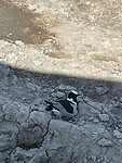 Nest met eieren in de savannen