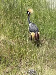 Grey crowned crane oftewel kraanvogel