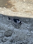 Vogel op eieren.