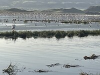 Lake Natron flamingo’s