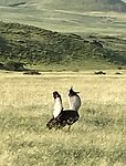 Kori bustard slooft zich uit