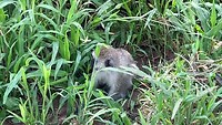 Vervet monkey / blauwaap