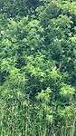 Migrating butterflies