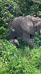 Olifant met jong.