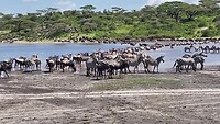 Trek gnoes en zebra’s.