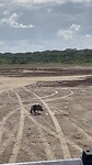 Kori bustard spreid vleugels over prooi.