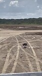 Kori bustard olukt pasgevangen pelikaan.