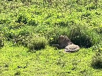 Cheetahs