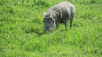 Pumba het wrattenzwijn