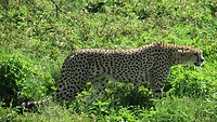 jagende cheetah