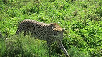 cheetah