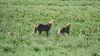 cheetah met jong