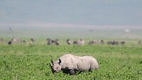 neushoorn.