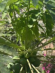 Papaya bloem en vrucht.