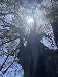 Kapokboom