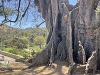 Kapokboom.