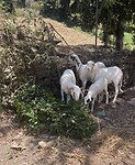 Schapen.