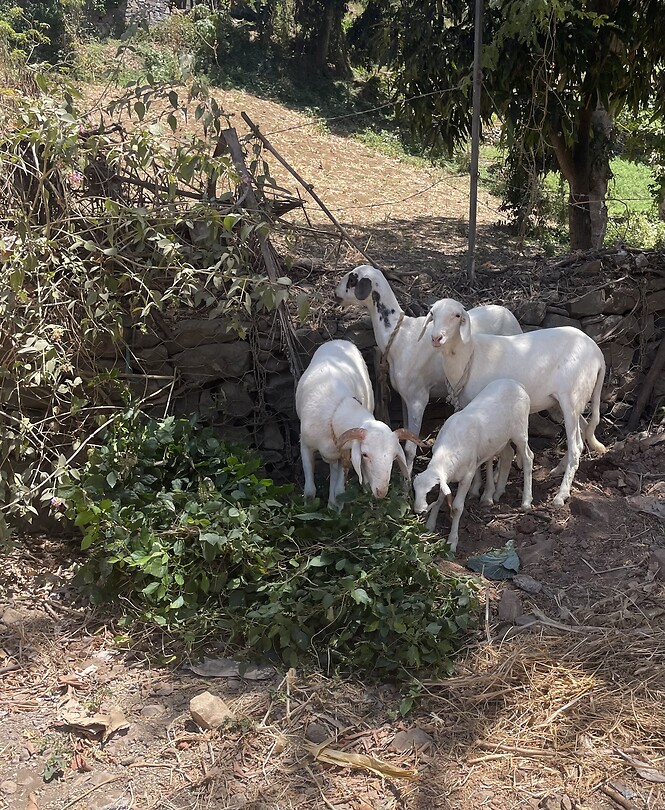 Schapen.