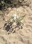 Strandspinlelie op Divari beach