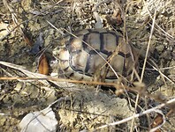 Schildpad Gialova 2011
