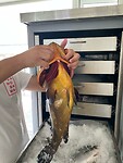 Grouper 2025