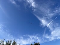 Kraanvogel?