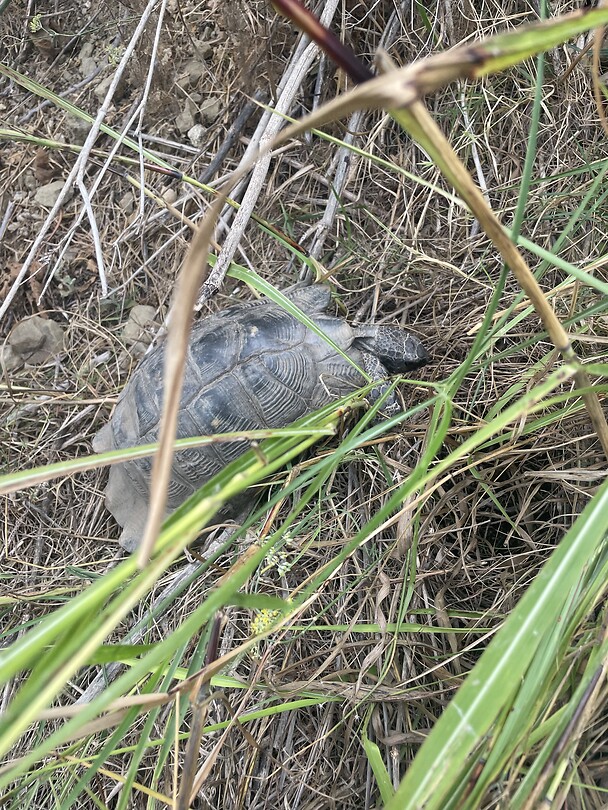 Schildpad.