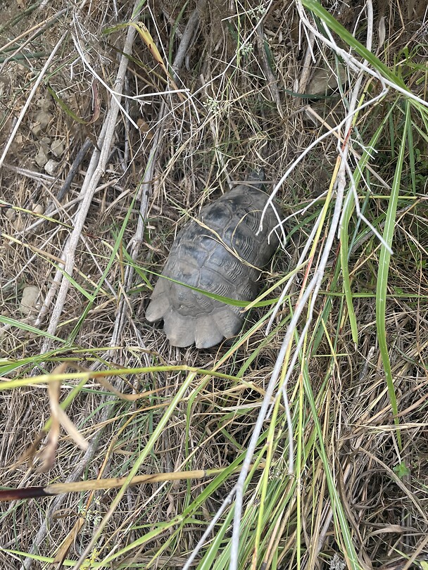 Schildpad