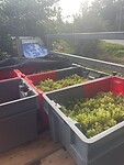 Geplukte druiven 2024