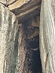 Fruit bats.