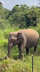 Olifant wildpark