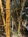 Bamboe