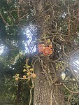 Canon ball tree bloemen
