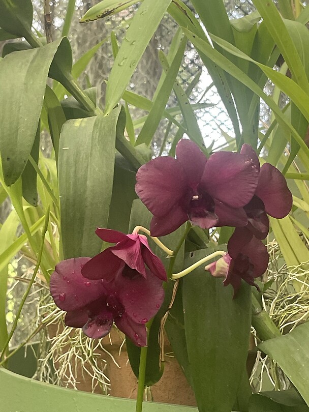 Orchidee