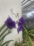 Orchidee