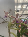 Orchidee